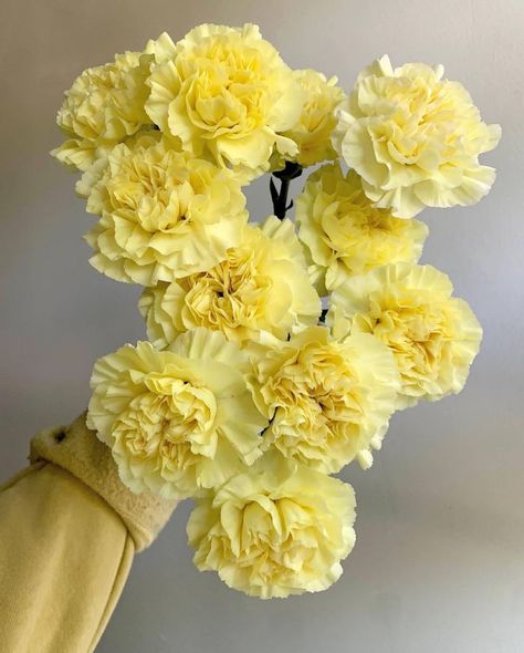 #FlorequisaFlowers #carnation #claveles #clavelesminami #carnations #carnationsflowers #flowergrower #ecuadorianflowers #freshcutflowers #cutflowers Chicken Recipes Lemon, Cake Recipes Lemon, Lemon Chicken Recipes, Lemon Cake Recipes, Lemon Cocktails, Peppered Chicken, Yellow Flowers Bouquet, Floral Designs Arrangements, Yellow Carnations