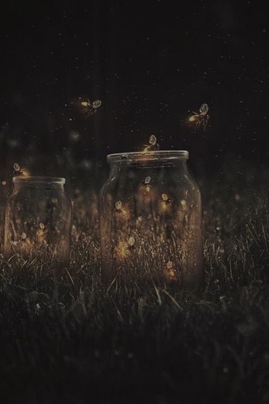 Aesthetic Fireflies, Lighting Bugs, Firefly Art, Pic Aesthetic, Close Combat, Firefly Lights, Night Aesthetic, Nature Aesthetic, Firefly