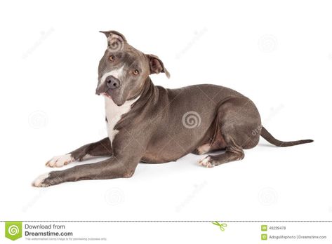 Dogs Laying Down, Dog Laying Down, Clay Tips, Pitbull Art, People Drawing, Dog Poses, American Staffordshire Terrier, American Staffordshire, Staffordshire Terrier