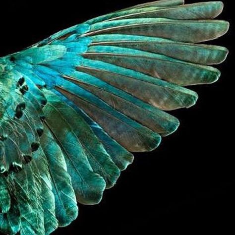 An Iridescent wing from the book Feathers, by photographer Robert Clark  See his work @robertclarkphoto  #bird #avian #robertclarke #feathers #book #iridescent #glamorous #book #artist #art #collection #wing #flight #nature #natural #biology #biological #wildlife #free #bornfree #wild #soar #sky Eco #ecology #air #robertclarkephotography #photographer Green Wings Aesthetic, Green Bird Aesthetic, Superb Starling, Green Wing, Master Board, Space Dog, Book Board, Bird Wings, Feather Wings