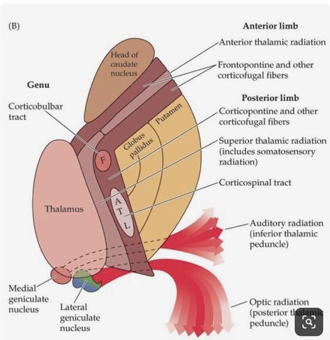 Internal Capsule, Muscular System Anatomy, Nervous System Anatomy, Basal Ganglia, Radiology Imaging, University Of South Dakota, Civil Procedure, Cerebral Cortex, White Matter