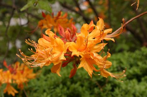 azalea flame Southern Landscaping, Native Plant Landscape, Screen Plants, Pollinator Plants, Atlanta Botanical Garden, Lake Garden, Native Plant Gardening, Pollinator Garden, Plant Identification