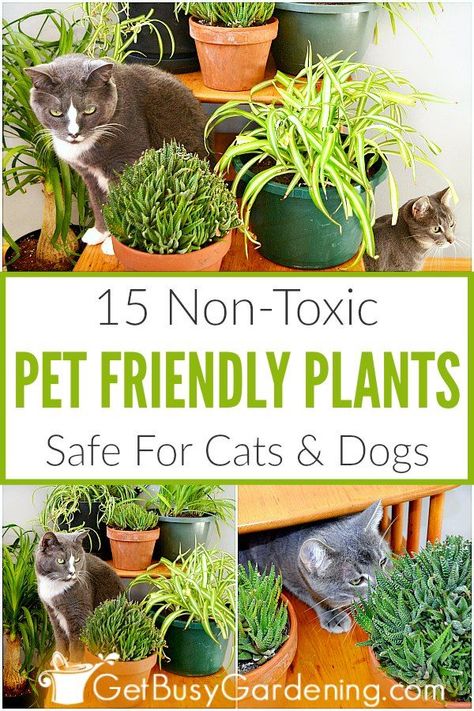 When you have cats or dogs, you want to be sure that you’re growing pet friendly houseplants. The thought of having toxic or poisonous plants in the house without even realizing it is very scary. Avoid the risk, and grow these pet safe houseplants instead. From spider plants, to African violets, Boston ferns, bamboo, bromeliads and haworthia, you’ll be happy to learn that there are lots of common indoor plants that are non-toxic, and safe for your pets. #houseplant #indoorplants #gardening Indoor Plants Pet Friendly, Plants Safe For Cats, Plants In The House, Pet Friendly Plants, Plants And Cats, Pet Friendly House Plants, Safe House Plants, Cat Friendly Plants, Cat Safe Plants