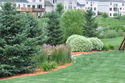 Zone 7 Evergreen Tree Varieties: Growing Evergreen Trees In Zone 7 Gardens Artificial Garden Plants, Landscaping Around Trees, Small City Garden, Artificial Plants Indoor, Zone 7, Artificial Plants Outdoor, Low Maintenance Landscaping, Evergreen Trees, Evergreen Shrubs