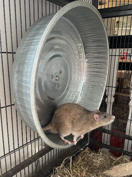 Rat Cages Diy, Diy Chinchilla Wheel, Rat Enrichment Ideas, Diy Rat Cage Accessories Homemade, Rat Enrichment Diy, Rat Cage Ideas Diy, Rat Toys Diy, Rat Diys, Diy Rat Cage Accessories