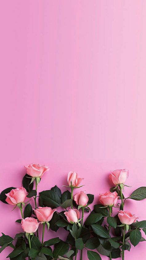 Bocgciolo rosa fiori di sfondo Pink Roses Wallpaper, Wallpaper Mawar, Tout Rose, Pink Flowers Wallpaper, Tumblr Backgrounds, Trendy Flowers, Flower Background Wallpaper, Floral Iphone, Pink Wallpaper Iphone