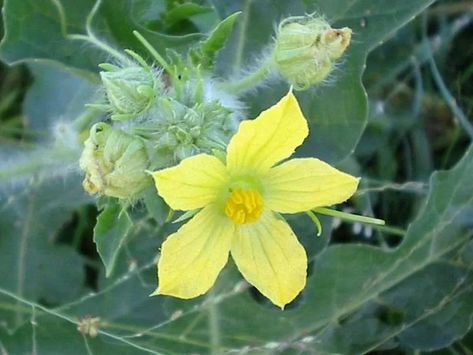 Icebox watermelon flower appearance Watermelon Reference, Watermelon Field, Watermelon Vine, Watermelon Growing, Watermelon Leaves, Watermelon Flower, Watermelon Plant, Cucumber Beetles, Drawing Prompts