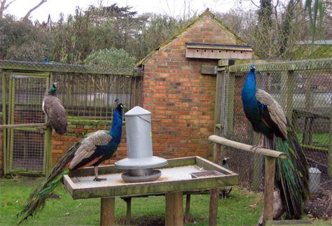 peacock aviary Peacock Coop Ideas, Peafowl Enclosure, Peacock Enclosure, Peacock Aviary, Raising Peacocks, Peacock Coop, Peacock Farm, Barn Animals, Pet Enclosure