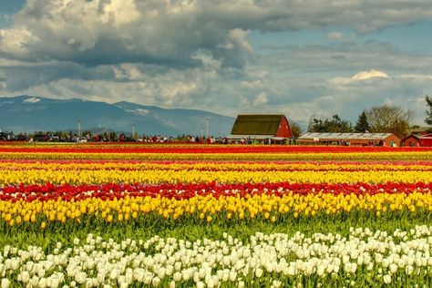 If you're worried about traffic, you can always take the tour by bike or even on foot if you don't mind walking long distances. Skagit Valley Tulip Festival, Skagit Valley, Orcas Island, Tulip Festival, Tulips Garden, Crop Rotation, Flower Farmer, Tulip Fields, Growing Flowers