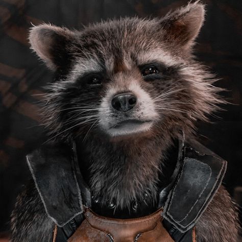 Rocket The Raccoon, Marvel Comic Book Characters, Avengers Characters, Scarlet Witch Marvel, Rocket Raccoon, Trash Panda, Marvel Comic Books, Marvel 3, Bradley Cooper