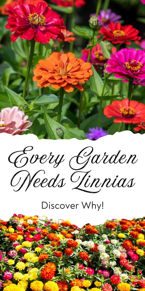 Discover why every garden needs zinnias! These vibrant, easy-to-grow flowers bring color and joy to any garden. Save this pin for later and click to learn the top reasons to add zinnias to your garden! Planting Zinnias, Easy To Grow Flowers, Zinnia Garden, Zinnia Elegans, Summer Flowers Garden, Grow Flowers, Zinnia Flowers, Thriving Garden, Spider Mites