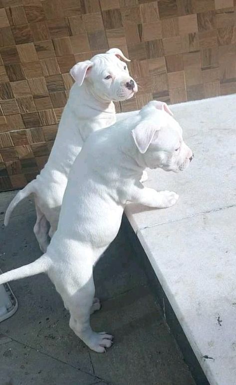 Dogo Argentino Puppy, White Pitbull Puppies, Dog Argentino, Pitbull Dog Breed, Irish Wolfhound Dogs, Bully Breeds Dogs, Dog Mommy, Spoiled Dogs, Cute Kawaii Animals