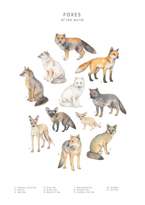 11 different foxes illustrated in detailed watercolour, arranged in a circle on a white background. Foxes Of The World, Foxes Illustration, Fox Species, History Poster, Watercolour Wall Art, Watercolour Wall, Fox Poster, History Posters, Fox Illustration