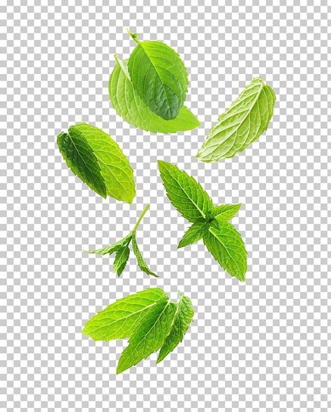 Different Plant Leaves, Youtube Avatar, Stem Plant, Photoshop Tutorial Design, Leaf Images, Graphic Design Ads, Food Graphic Design, Graphic Design Photoshop, Blue Swirl