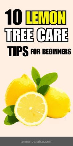 Simplify your lemon tree care routine with beginner-friendly advice. From soil selection to fertilization, get your lemon tree off to a great start. Lemon Tree Potted Care, Lemon Tree Care, Meyer Lemon Tree Care, Lemon Tree Potted, Home Made Fertilizer, Indoor Lemon Tree, Lemon Tree From Seed, Growing Lemon Trees, Fruit Tree Garden