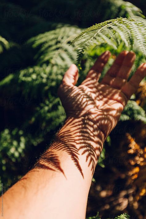 Photoshoot Forest, Leaf Photography, Hand Photography, Nature Photoshoot, Shadow Photography, Forest Photos, Forest Bathing, Forest Photography, Shooting Photo