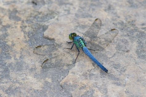 Eastern Pondhawk (male) Eastern Pondhawk, National Park Service, Natural World, Mississippi, National Park, National Parks, Nature