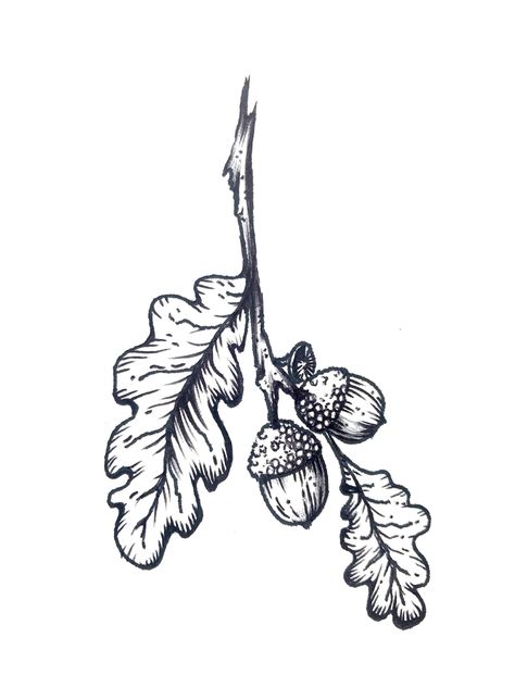 Acorn Branch Tattoo, Acorn Tree Tattoo, Oak Sapling Tattoo, Oak Leaf And Acorn Tattoo, Oak Branch Tattoo, Oak Leaves Drawing, Leaf Forearm Tattoo, Appalachia Tattoo, Nut Tattoo