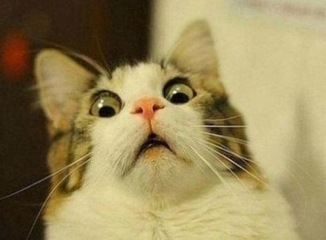 Ten Pictures of Surprised Cats That Might Well Surprise You! Silly Cat Wallpaper, Cat Wallpaper