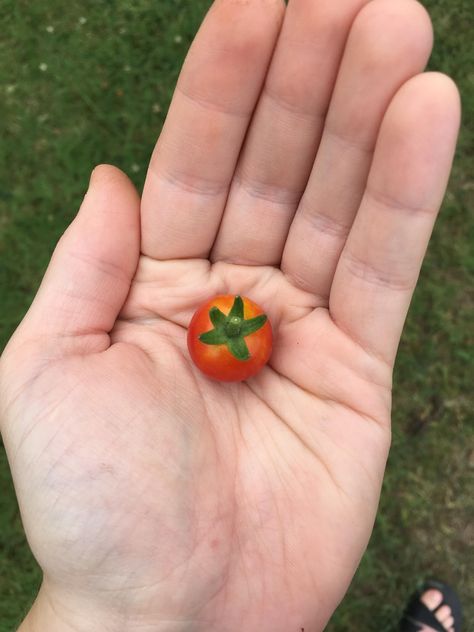 First baby tomato of the year :) Baby Tomatoes, Tomato Plant, Tomato Plants, Home Flowers, Garden Diy, First Baby, Horticulture, Landscaping, The Year