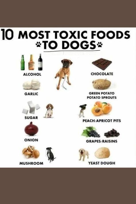 Dog Diet Plan, Toxic Foods For Dogs, Foods Dogs Can Eat, Dog Remedies, Healthy Dog Treats Homemade, Dog Foods, Dog Behavior Problems, Dog Treats Homemade Recipes, Dog Health Tips