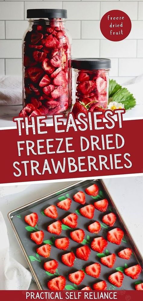 Freeze-dried strawberries are intensely delicious and a perfect snack or addition to cereals, yogurt, or baking. While store-bought can be pricey, making them at home is simple and cost-effective. Learn how to freeze-dry strawberries using your Harvest Right freeze dryer for a concentrated burst of strawberry flavor. Find more preserving food recipes, preserving strawberries, self-sufficient living, and Freeze Dried Fruit at practicalselfreliance.com. Freeze Dried Strawberries Uses, Diy Freeze Dried Strawberries, Freeze Dry Strawberries, Diy Freeze Dried Fruit, Fruit Pie Filling Recipes, Recipe Using Freeze Dried Strawberries, Preserving Strawberries, Freeze Dry Fruit, Dry Strawberries