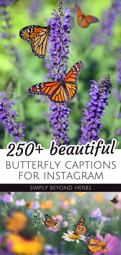 Look no further than this collection of 250+ Beautiful Butterfly Captions for Instagram! From short captions for instagram to butterfly captions. You'll love all of these instagram captions about butterflies. Find more inspirational quotes, beautiful flower quotes, and captions for Instagram posts at simplybeyondherbs.com Butterfly Ig Captions, Caption On Butterfly, Quotes Related To Butterfly, Short Captions For Instagram, Caterpillar To Butterfly Quotes, Beautiful Flower Quotes, Butterfly Caterpillar Quote, Short Captions, About Butterflies