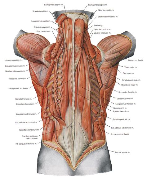 deep back muscles3 Transverse Abdominis, Muscle Diagram, Human Muscle Anatomy, Anatomy Bones, Gluteal Muscles, Lower Back Muscles, Muscle Abdominal, Human Body Anatomy, Muscular System