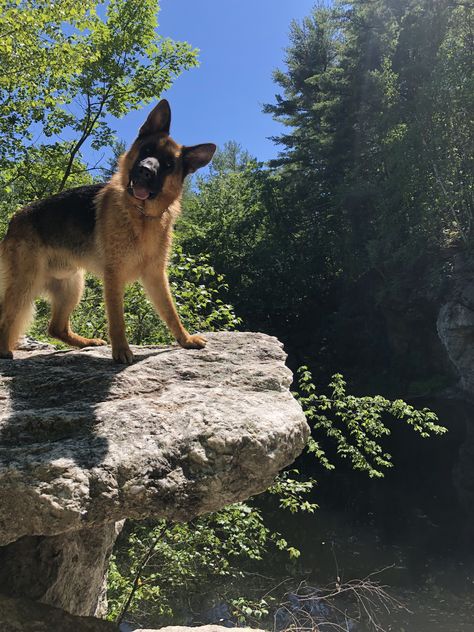 German Shepherd Guard Dog Aesthetic, Unravel Me Becka Mack Aesthetic, German Shepherd Boyfriend, Hiking With German Shepherd, German Shepherd Hiking, German Shepherd Puppy Aesthetic, German Shepard Aesthic, Unravel Me Becka Mack, German Shepherd Mix Dogs