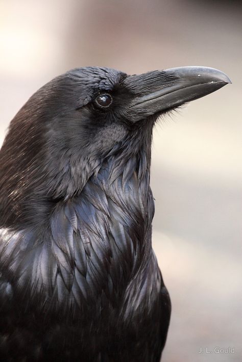 The Raven von J. L. Gould Crow Head Reference, Raven Photo, Crow Head, Raven Head, Regard Animal, Head Photo, Black Crows, Raven Bird, Crow Art