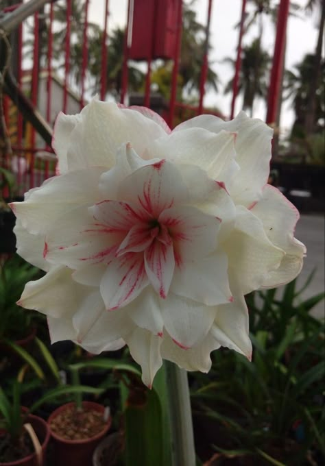 Amarillys Flowers, Bundles Of Flowers, Amaryllis Arrangement, Ethereal Flowers, Amaryllis Plant, Anthurium Flower, Amaryllis Flowers, Beautiful Pink Flowers, Lily Flowers