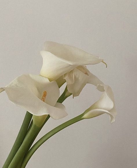 Calla Lily, White Aesthetic, Flower Child, Green Aesthetic, My Flower, Pretty Flowers, Flower Power, White Flowers, Planting Flowers