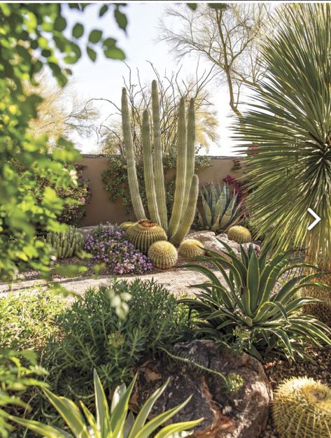 Desert Garden Landscaping, Tucson Landscaping, Hacienda Garden, Desert Landscaping Backyard, Desert Backyard, Agave Cactus, Mexican Garden, Low Water Gardening, Succulent Garden Design