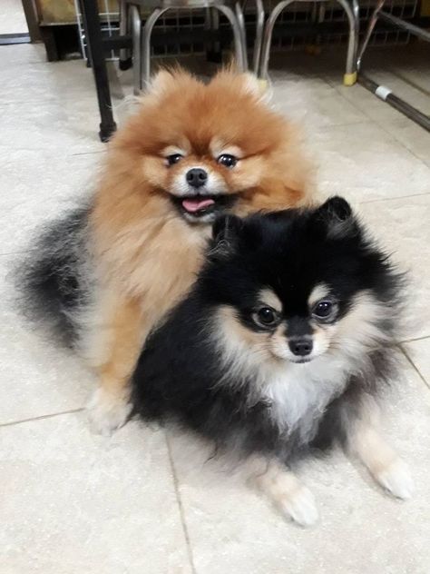 Cats And Dogs Aesthetic, Dogs Background, Kim Yeontan, Pomeranian Dogs, Pomeranian Puppy Teacup, Veterinary Surgeon, Teacup Pomeranian, Cute Pomeranian, Animal World