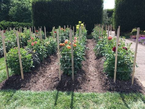 Flower Rows Garden, Flower Farm Rows, Dahlia Garden Ideas Design, Gardening Planters Ideas, Dahlia Trellis, Garden Rows Ideas, Dahlia Flower Garden Landscapes, Dahlia Garden Bed, Dahlia Staking Ideas