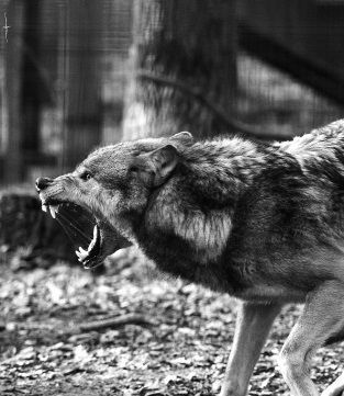 Lup Singuratic, Regard Animal, Angry Wolf, Wolf Photos, Animal Anatomy, Wolf Love, Spirit Guide, Wild Wolf, Wolf Pictures