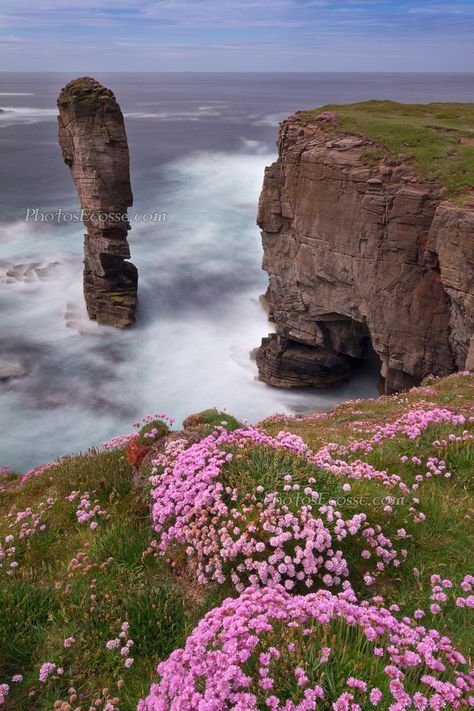 A view of Yesnaby Castle. This formation is known as Yesnaby Castle Flowers. West Mainland Orkney. Scotland. Scottish Aesthetic, Sea Thrift, Glasgow Travel, Scotland Nature, Scotland Food, Scotland Aesthetic, Beautiful Scotland, Ireland Road Trip, Scotland Tours