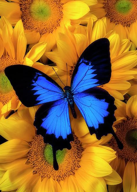 Photo Papillon, Art Papillon, Beautiful Butterfly Pictures, Blue Butterfly Wallpaper, Beautiful Butterfly Photography, Butterfly Wallpaper Backgrounds, Sunflower Pictures, Diamond Picture, Beautiful Butterflies Art