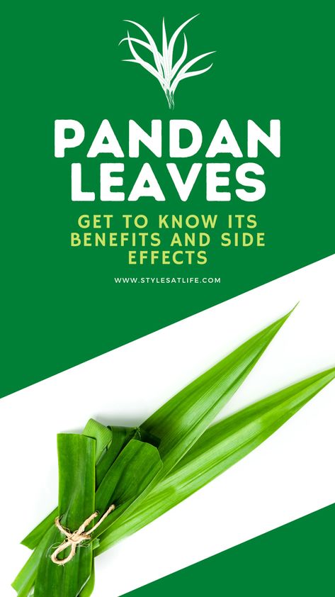 Pandan Leaves - 8 Best Health Benefits, Side Effects and Quick Recipes Pandanus Amaryllifolius, Pandan Leaf, Leaf Health, Leaf Quotes, Health Herbs, Pandan Leaves, Plant Benefits, Water Benefits, Tea Benefits