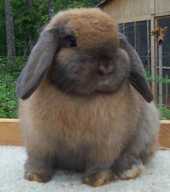 fat bunny | fat bunny Fat Bunny, Mini Lop Bunnies, Rabbit Information, Show Rabbits, Lop Bunnies, Fat Animals, Giant Rabbit, Cute Bunnies, Holland Lop