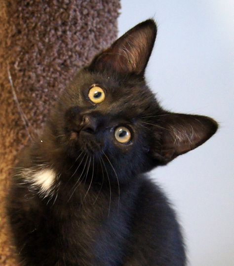 Smudge is one of the Dark Stars at Happy Cats, a friendly little all black kitten with a little white on his chest and tummy. He came here with his brother Coal and sister Ashley. They were all raised by a wonderful foster family, so they’re a very outgoing bunch, used to other cats and a dog. He loves to hang out and have his tummy scritched but loves to play with all the other kittens here just as much. He’d do fine with just about anyone at your house too. American Shorthair Cat Black, Black Cat With White Chest, Black Cat With White Spot On Chest, American Shorthair Cat, Dark Stars, White Chest, Cat Cuddle, American Shorthair, Foster Family