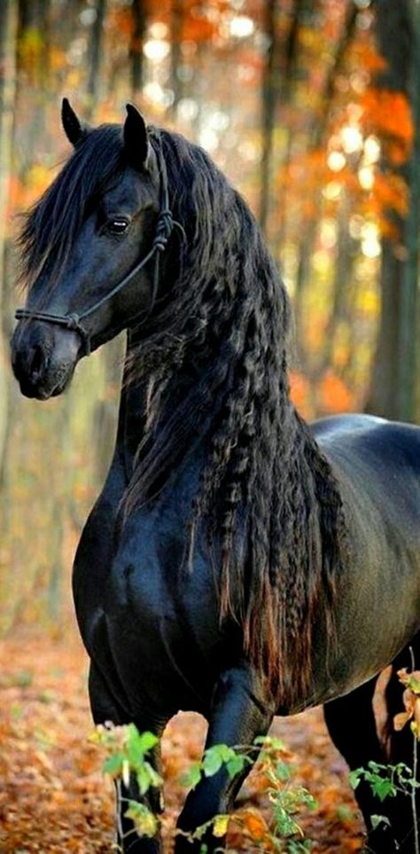 Black Horse Wallpaper Iphone, Horse Head Drawing, Horse Wallpaper, Horse Aesthetic, Most Beautiful Horses, Friesian Horse, Majestic Horse, Cute Horses, Black Horse