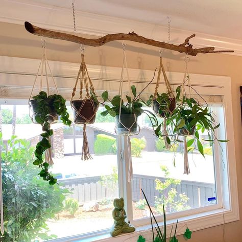 Hanging Plant Ladder Diy, Plant Window Hanging, Hanging Shelf In Front Of Window, Driftwood Plant Hanger Window, Tree Limb Plant Hanger, Plants Hanging In Front Of Window, Plant Hanging Shelf, Hanging Plant Window, Hanging Plants Office