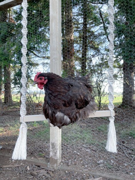 DIY Macrame Chicken Swing Tutorial - Welcome to Chickenlandia Chicken Swing Diy, Diy Chicken Perch, Diy Chicken Toys Ideas, Macrame Chicken, Chicken Enrichment Ideas, Diy Chicken Toys, Chicken Perch, Suburban Homestead, Chicken Perches