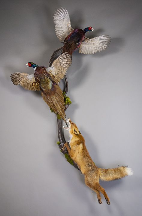 Cool Taxidermy Mounts, Fox Taxidermy Mount, Pheasant Mounts Ideas, Coyote Mounts Taxidermy, Fox Mounts Taxidermy, Pheasant Mounts Taxidermy, Alligator Taxidermy, Coyote Mounts, Pheasant Taxidermy