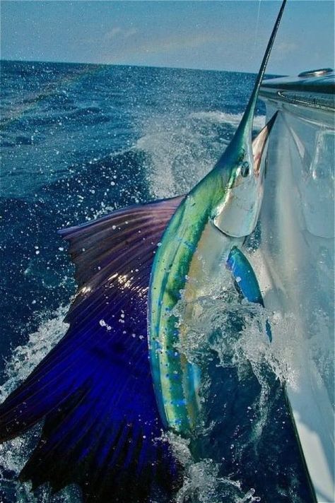 Sailfish Blue Marlin, In The Ocean, The Ocean, Fishing, Fish, Water, Blue