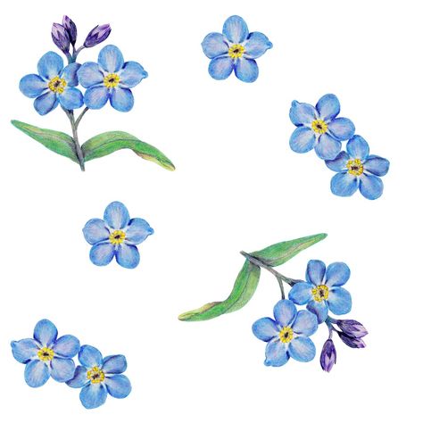 Lots Of Flowers Drawing, Forget Me Not Tattoo Design, Blue Flowers Tattoo Design, Forget Me Not Flowers Drawing Simple, Simple Forget Me Not Drawing, Forget Me Not Flowers Drawing, Blue Flowers Tattoo, Painting Forget Me Not Flowers, Forget Me Not Pattern