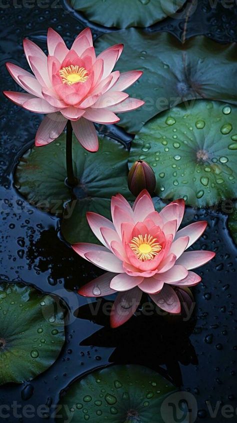 Two pink water lilies Aquatic plants forest in Sao Miguel Azores Portug Wallpaper, Generative AI Water Lily Wallpaper Iphone, Water Lily Photo, Water Lily Wallpaper, Aging Art, Sao Miguel Azores, Pink Water Lily, Lily Wallpaper, Koi Art, Water Pictures