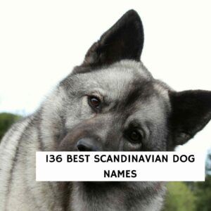 Dog Names Archives - We Love Doodles Viking Dog Names, Nordic Names, Scandinavian Names, Viking Names, Homestead Animals, Boy Dog Names, Norwegian Elkhound, Love Doodles, Wood Dog