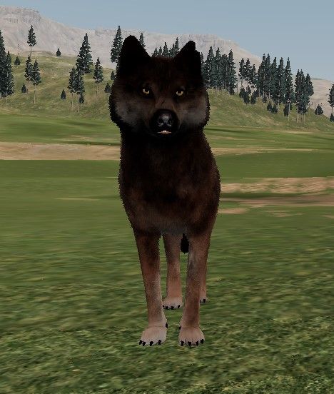 Lynzey was a female wolf of the lucky pack. She became mates with yuki during the war but sadly died to shighki, the oldest of Yukon's 2th litter. Yukon Wolf, Wolf Quest, Female Wolf, Oc Ideas, Wolves, Old Things, Animals, Quick Saves